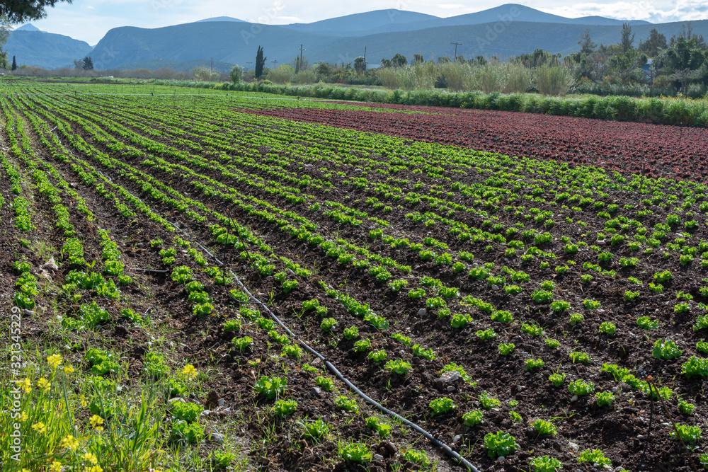 Farm field with rows of young sprouts of green salad lettuce growing outside under greek sun.