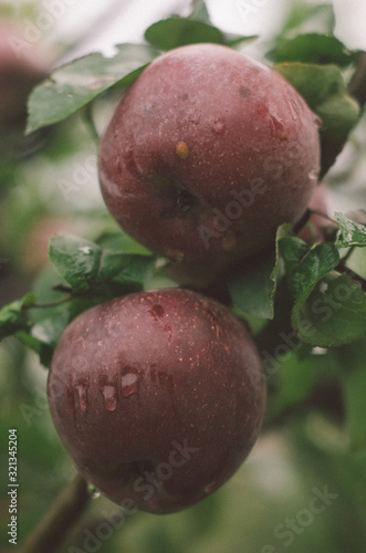 .Fresh apples on a branch. big apples, good harvest