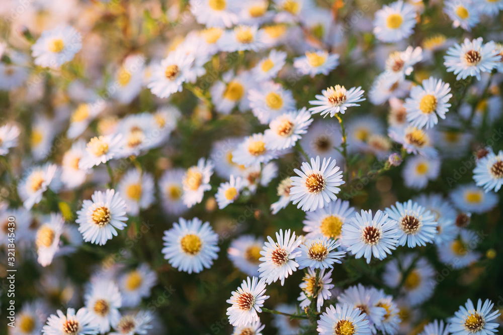Blooming Aster Perennial Flowering Plants In The Family Asteraceae. Bush In Autumn Season Blooming Aster Perennial Flowering Plants In The Family Asteraceae. Bush In Autumn Season
