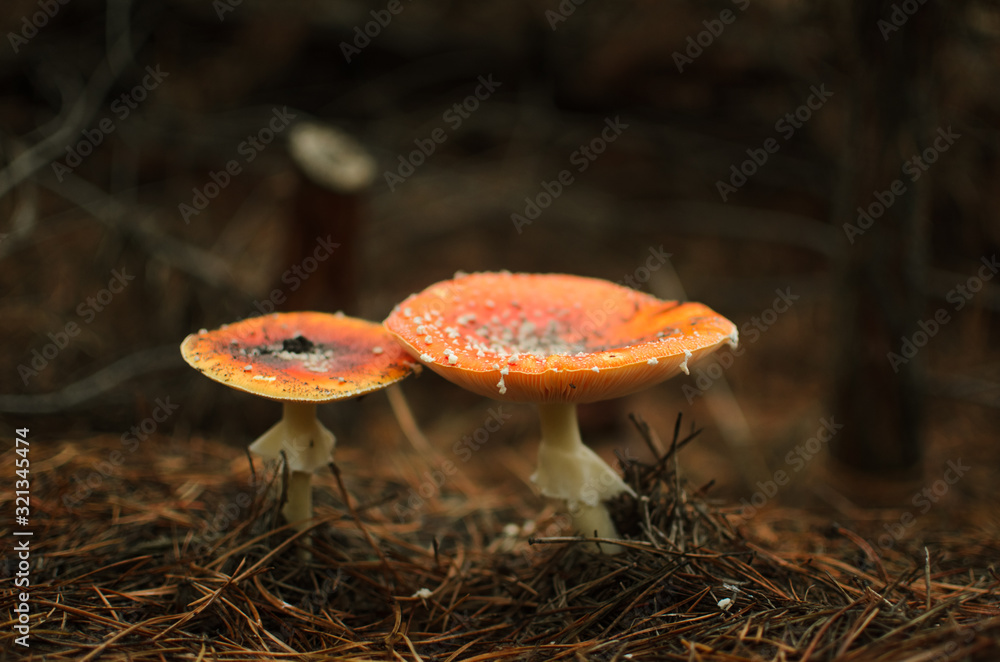 .mysterious forest mushroom fly agaric .mysterious forest mushroom fly agaric