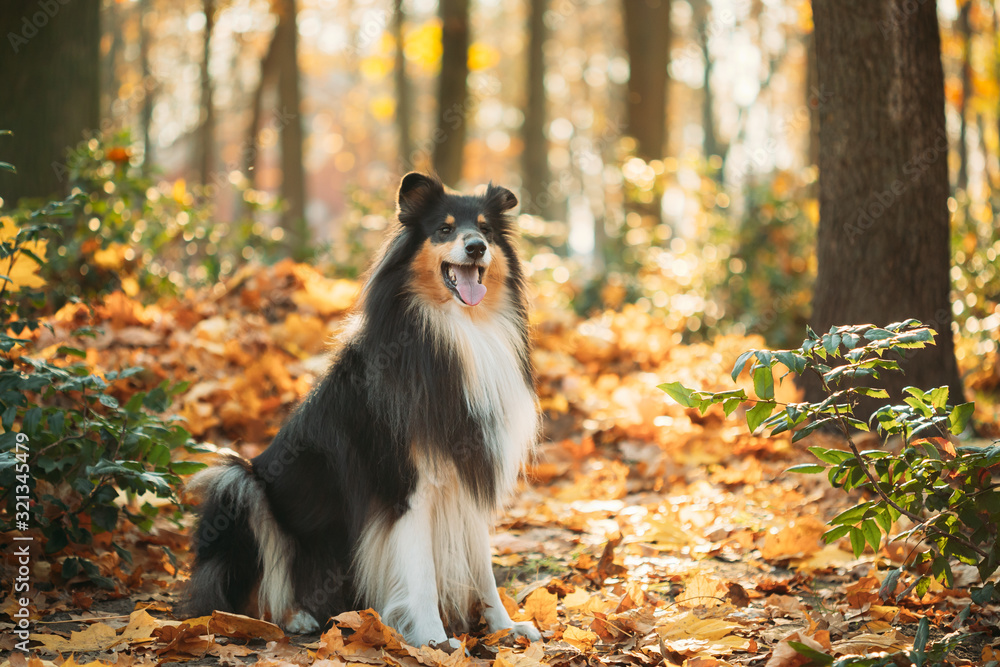 Tricolor Rough Collie, Funny Scottish Collie, Long-haired Collie, English Collie, Lassie Dog Sitting Outdoors In Autumn Day. Portrait
