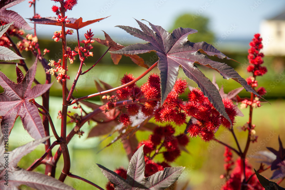 Flowers and leafs of Ricinus communis on sunny day in the garden Flowers and leafs of Ricinus communis on sunny day in the garden
