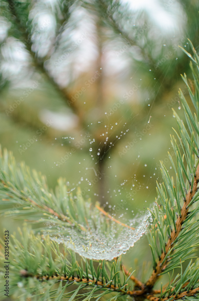 .Christmas tree branches on a spider web branch in dew drops