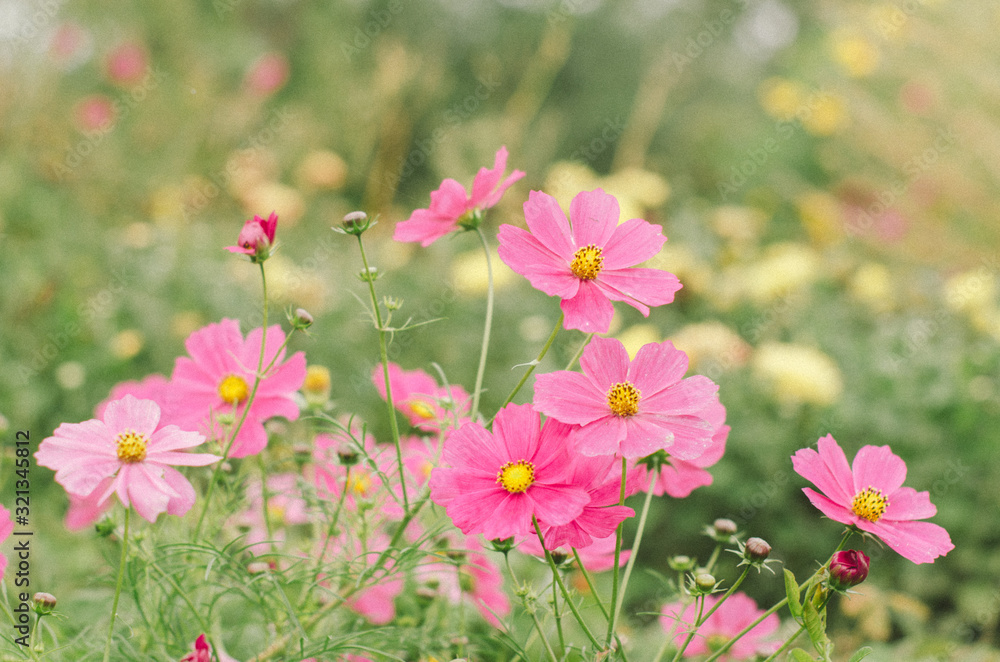 .Fresh flowers in the flowerbed.