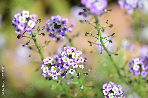 Little Purple Flowers Spring Macro 