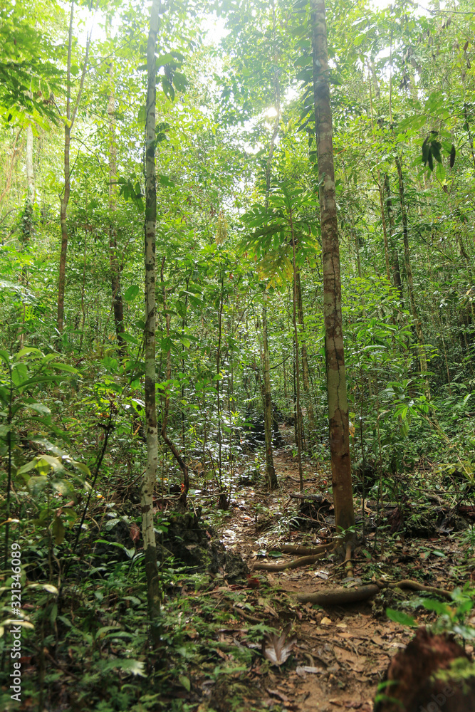 the dense jungle in the frorest of Raja Ampat, West Papua province, Indonesia the dense jungle in the frorest of Raja Ampat, West Papua province, Indonesia
