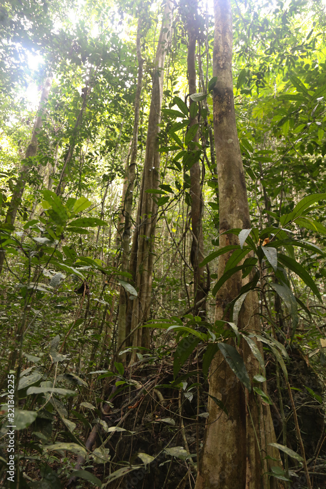 Fototapeta premium the dense jungle in the frorest of Raja Ampat, West Papua province, Indonesia
