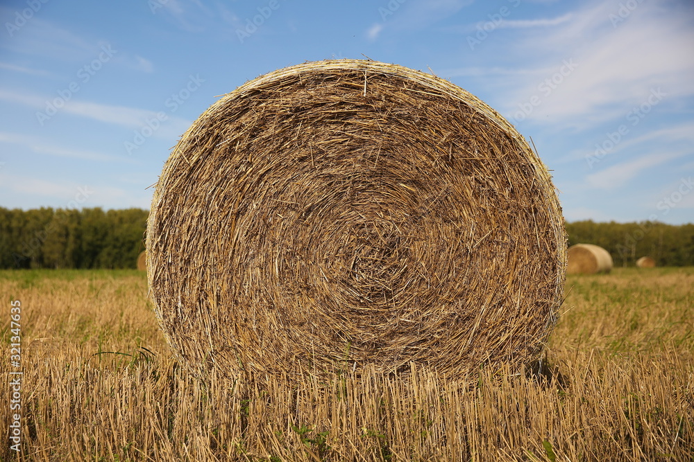 round golden haystack on the field in autumn round golden haystack on the field in autumn