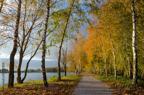 Autumn landscape. Birch grove on the coast lake. Bright colors at sunset. Great place to walk or picnic. In the distance, gray rain clouds are visible.
