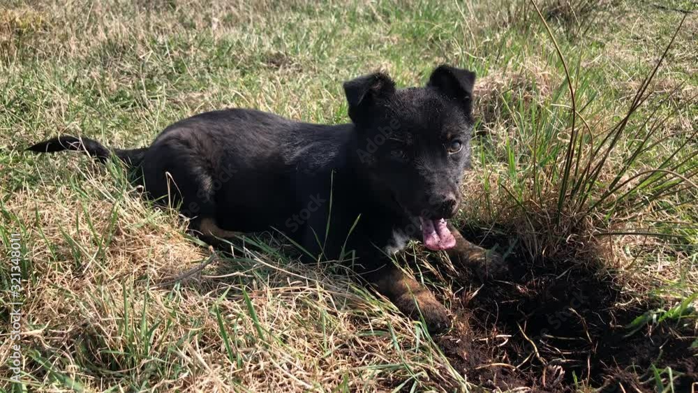 little black dog is digging the ground. puppy looking for a bone in a field. little black dog is digging the ground. puppy looking for a bone in a field.