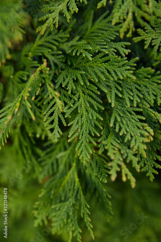 Closeup of Beautiful green leaves of Thuja trees on green background. Thuja twig  Thuja occidentalis is an evergreen coniferous tree. Platycladus orientalis  also known as Chinese thuja