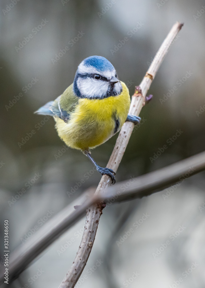 Obraz premium Blue Tit (Cyanistes caeruleus) 
