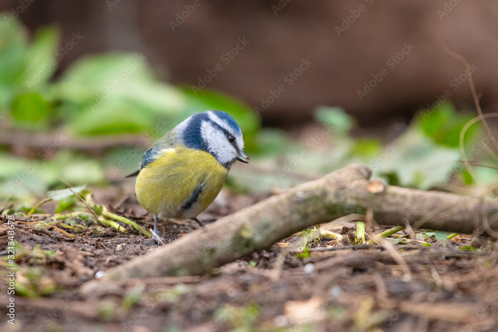 Naklejka premium Blue Tit (Cyanistes caeruleus) 