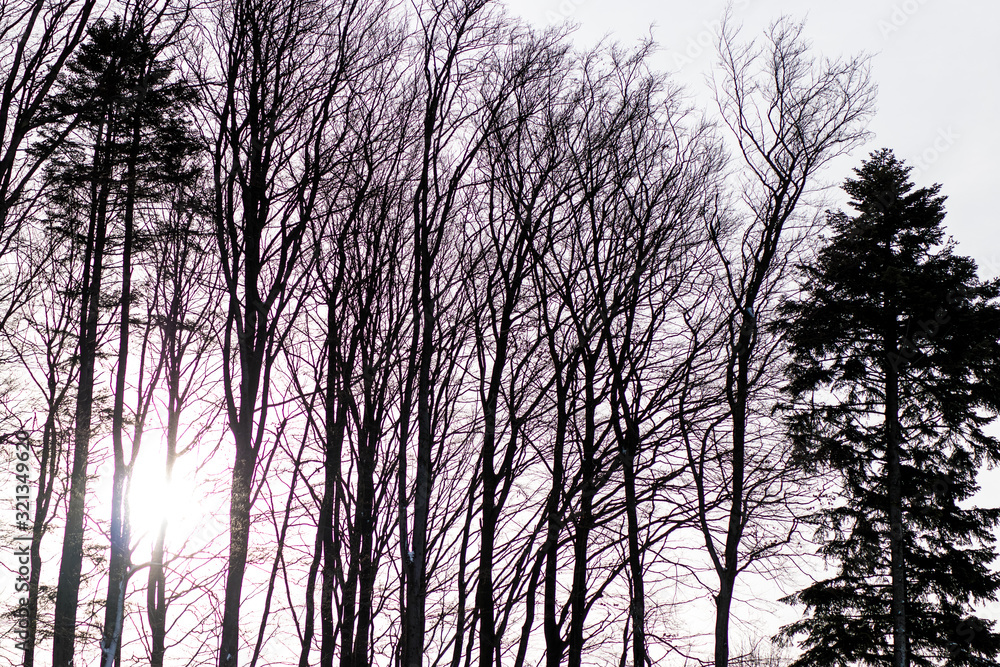 Silhouettes of trees in the low evening back light Silhouettes of trees in the low evening back light