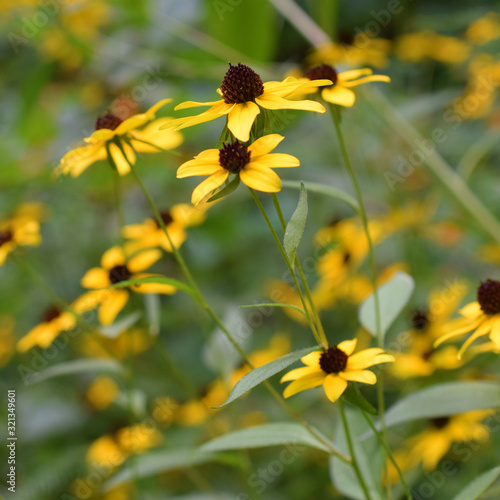 Yellow Spring Flowers 