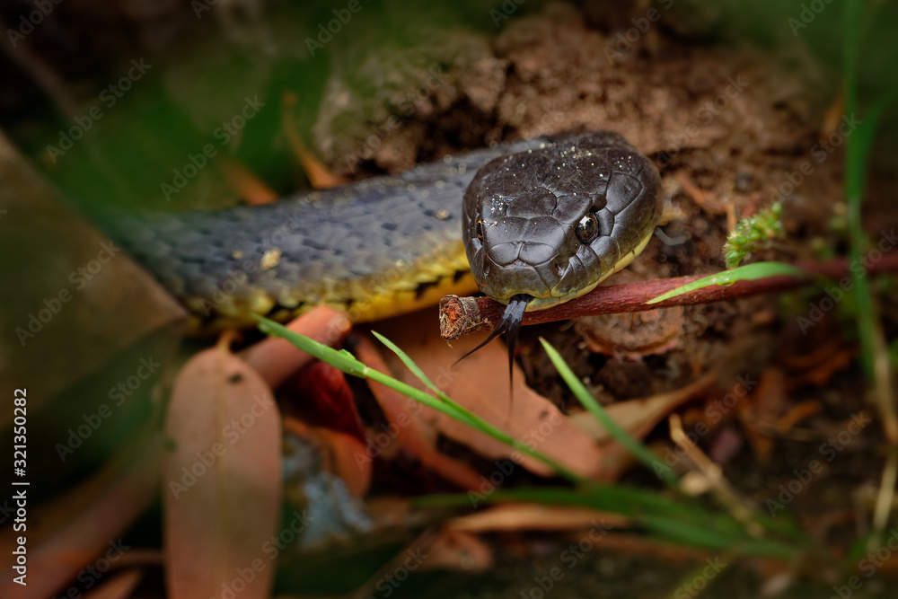Eastern brown snake - Pseudonaja textilis also the common brown snake, is a highly venomous snake of the family Elapidae, native to eastern and central Australia and southern New Guinea Eastern brown snake - Pseudonaja textilis also the common brown snake, is a highly venomous snake of the family Elapidae, native to eastern and central Australia and southern New Guinea