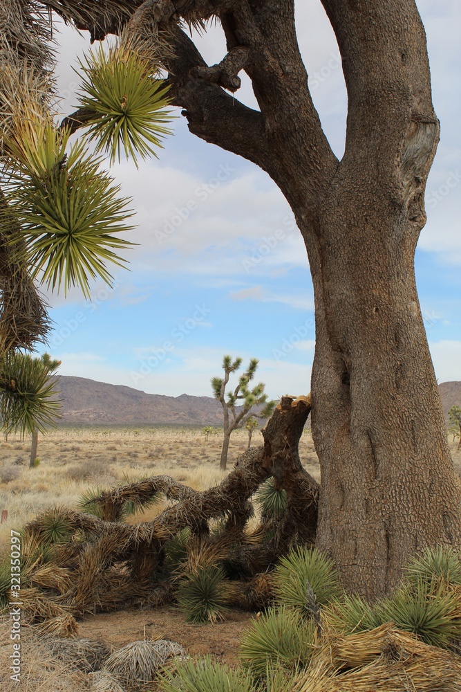 Broken by weight of Winter snow and gusty Southern Mojave Desert wind, Yucca Brevifolia, a native in Joshua Tree National Park, reveals inner tissues, which have a fibrous appearance.
