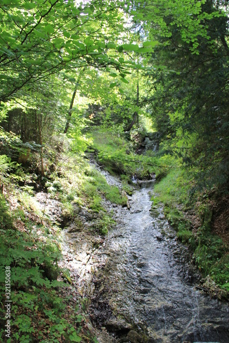 stream in the forest