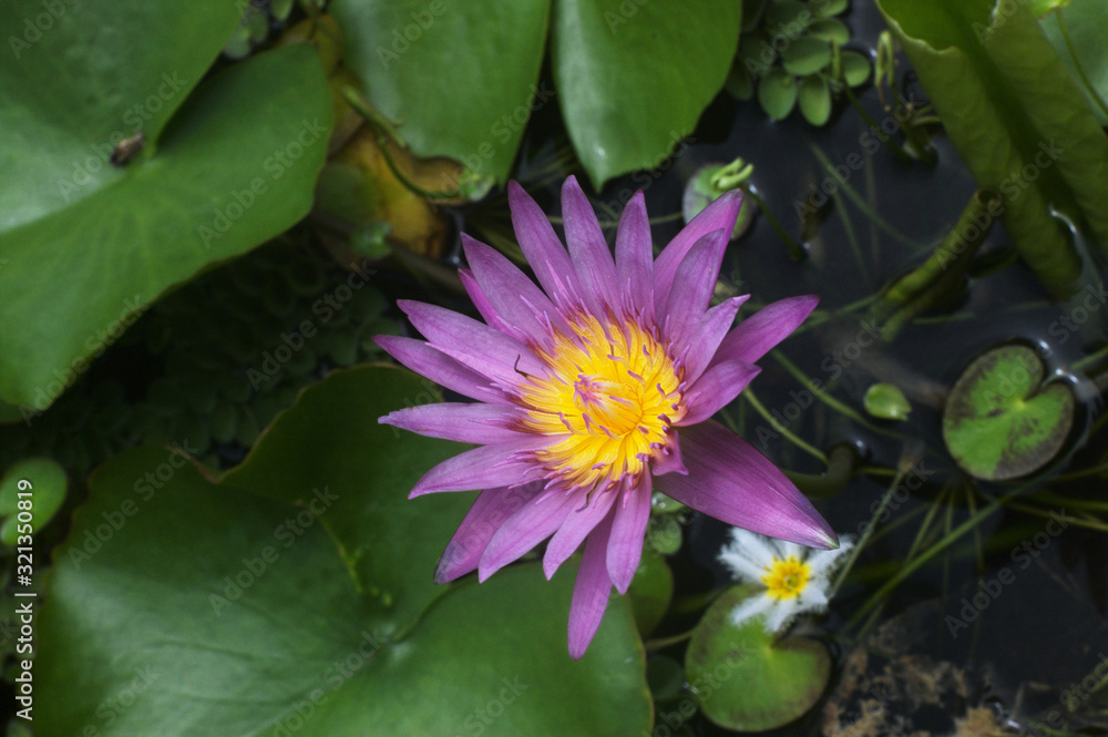 Blue water lily (Nymphaeaceae) floating in pond, top view Blue water lily (Nymphaeaceae) floating in pond, top view