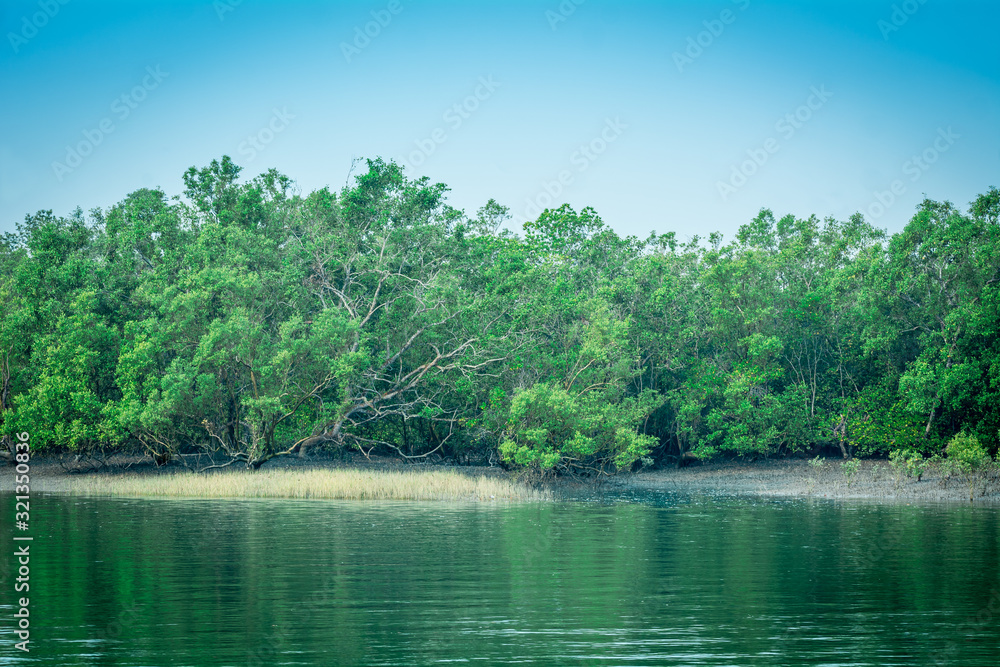 Mangrove forest and backwater, Sundarban, India Mangrove forest and backwater, Sundarban, India