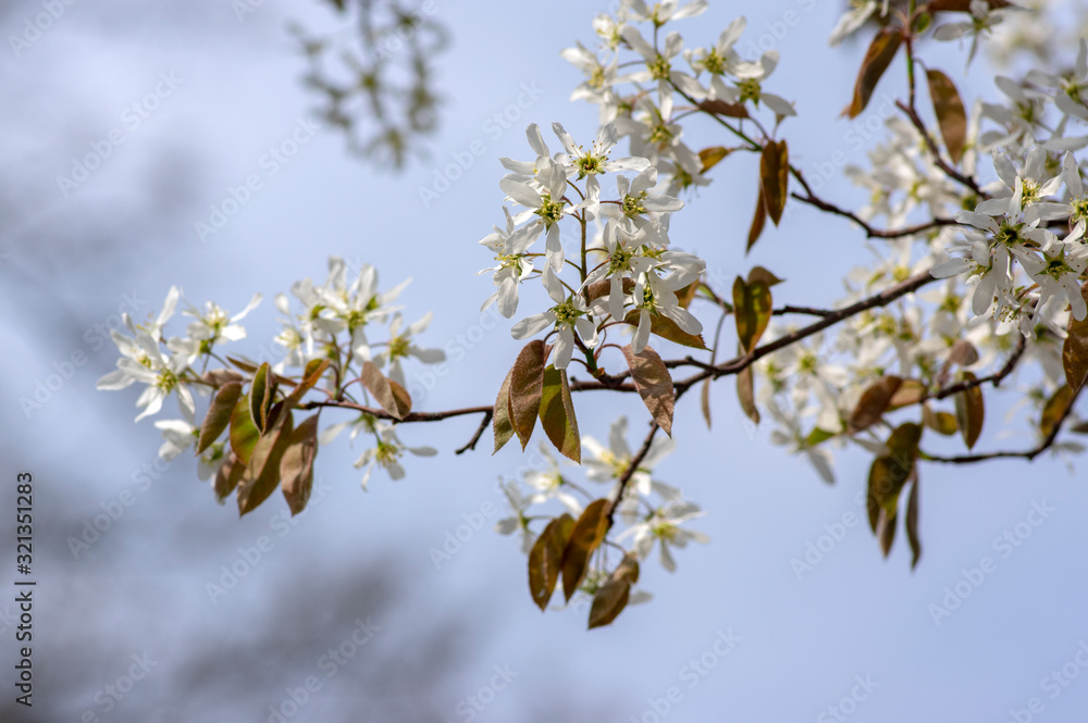 Amelanchier lamarckii deciduous flowering shrub, group of white flowers on branches in bloom Amelanchier lamarckii deciduous flowering shrub, group of white flowers on branches in bloom