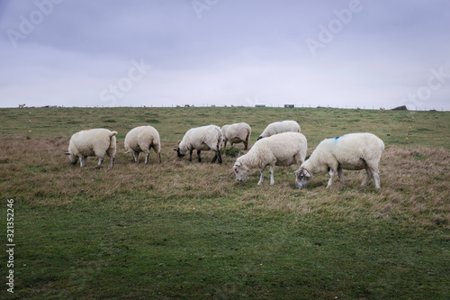sheeps gazing the grass