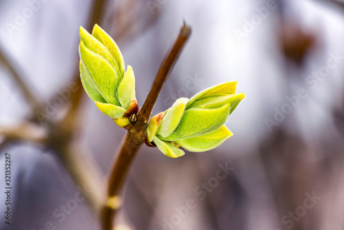 Very first spring green yellow buds on lilac bush, bokeh, sunny day. Leaves are not opened yet