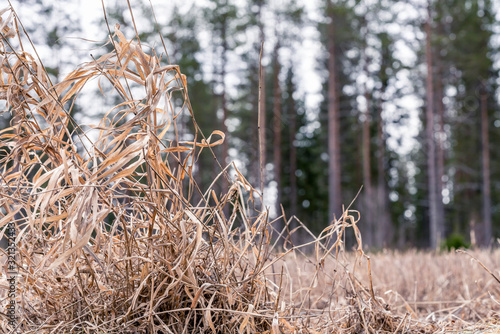 Wheat field soil, old brown plants on farmer field, they left after last autumn harvest, close view, bokeh. Pine tree forest in zoomed blurred background. Swedish modern agriculture, farming.