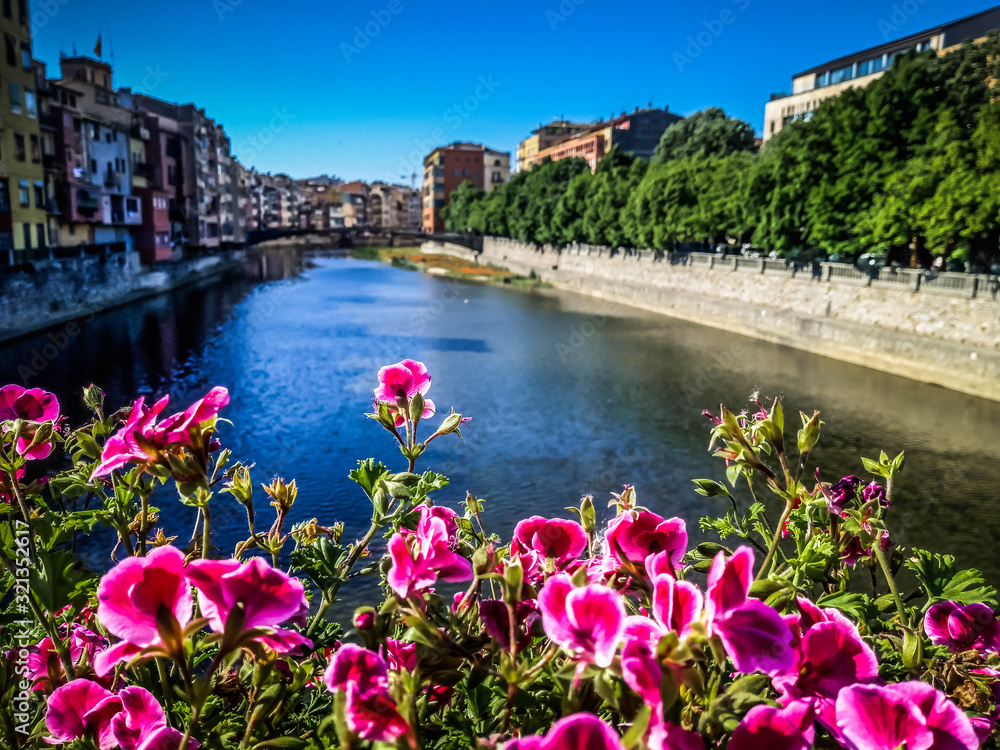 Pink-flowers-on-the-Onyar-River