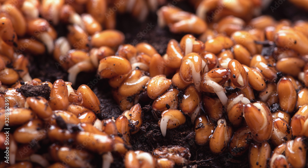Germinating seeds of vegetables close-up. Gardening. Germinating seeds of vegetables close-up. Gardening.