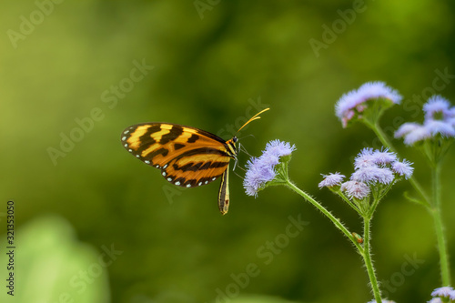 Isabella's longwing