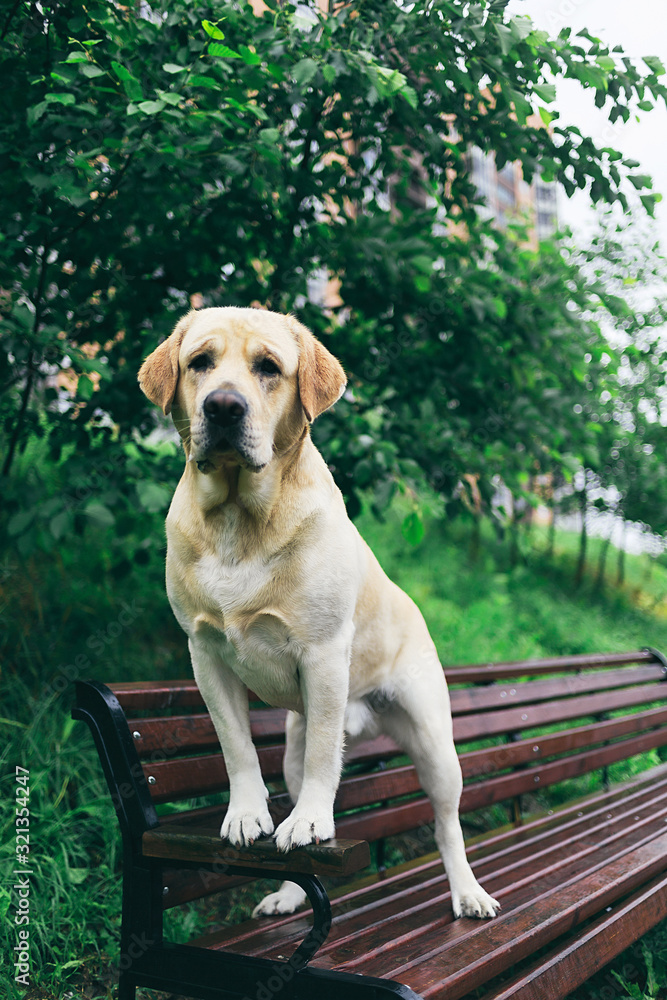 Sad dog sitting on bench in park looking at camera