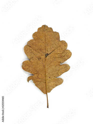 Old oak leaf isolated on white. Autumn leaf.