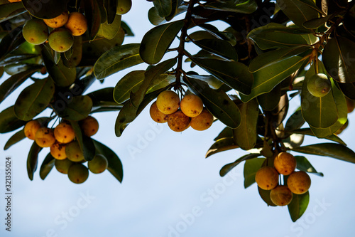 Abricó-de-praia - Mimusops coriacea