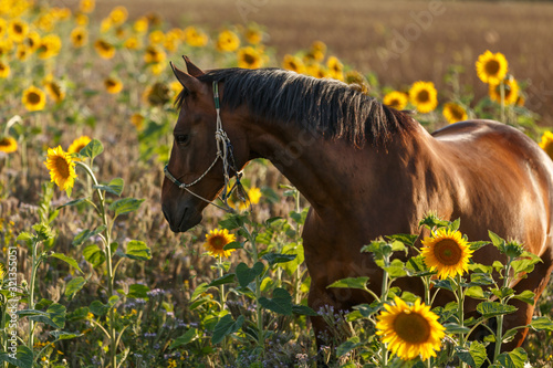Pferd und Sonnenblumen