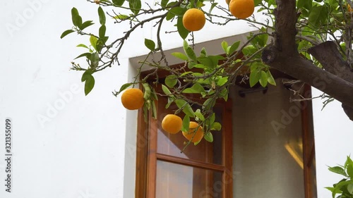 Fresh, juicy, healthy oranges growing on the tree.