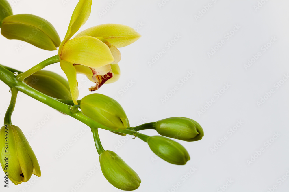 Guttation process (sticky drops) at boat orchid (Cymbidium) peduncle. One yellow flower and some closed buds at light gray background. Copy space. Guttation process (sticky drops) at boat orchid (Cymbidium) peduncle. One yellow flower and some closed buds at light gray background. Copy space.