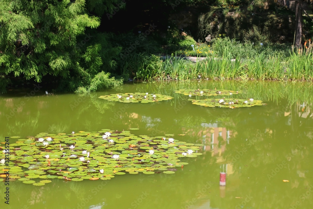 Waterlilies in a pond. Scene from botanical garden in Zagreb, Croatia. Selective focus. Waterlilies in a pond. Scene from botanical garden in Zagreb, Croatia. Selective focus.