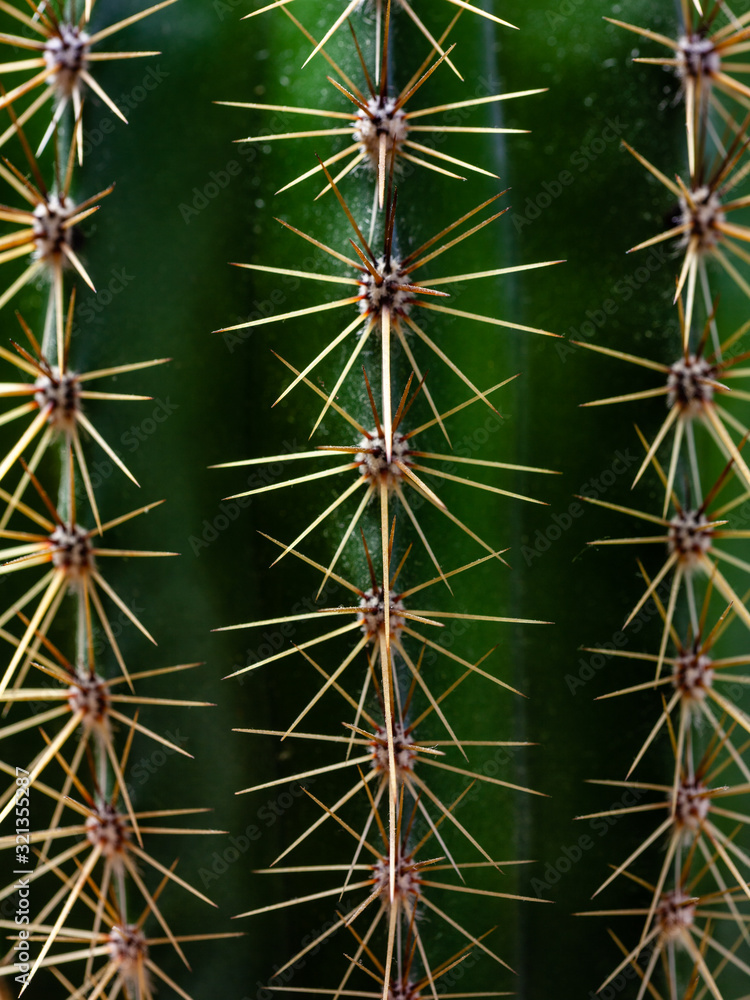Botany texture made of part of cactus plant. Detailed view, very close up with long cactai spines. Green background. Botany texture made of part of cactus plant. Detailed view, very close up with long cactai spines. Green background.