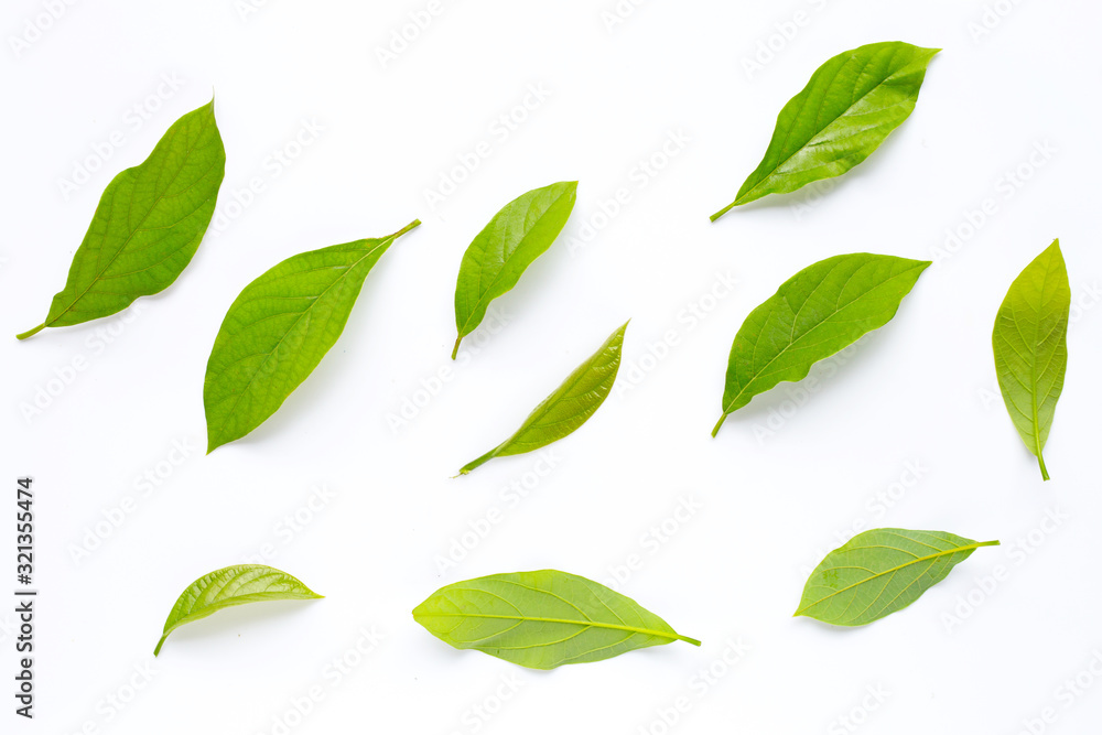 Avocado leaves on white background. Avocado leaves on white background.