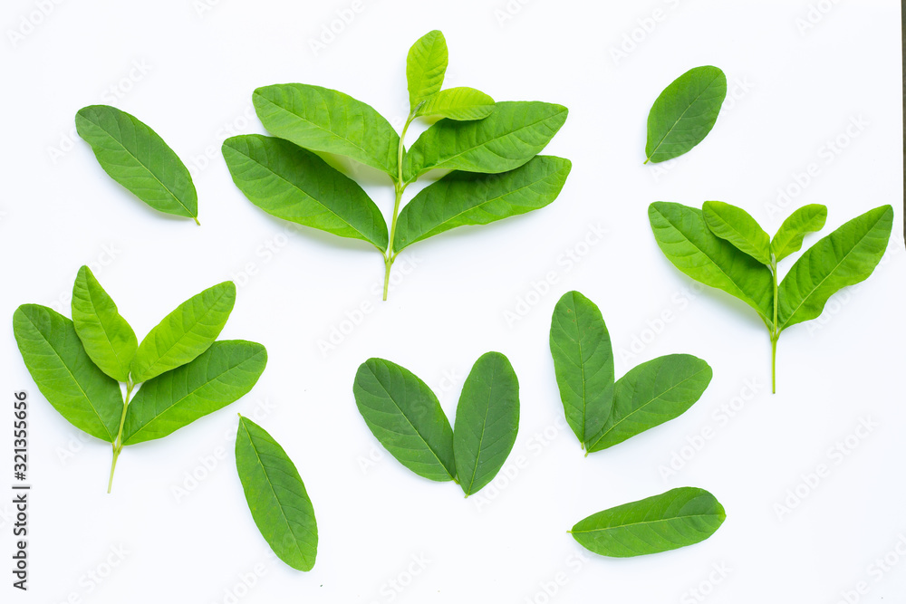 Fresh guava leaves on white Fresh guava leaves on white
