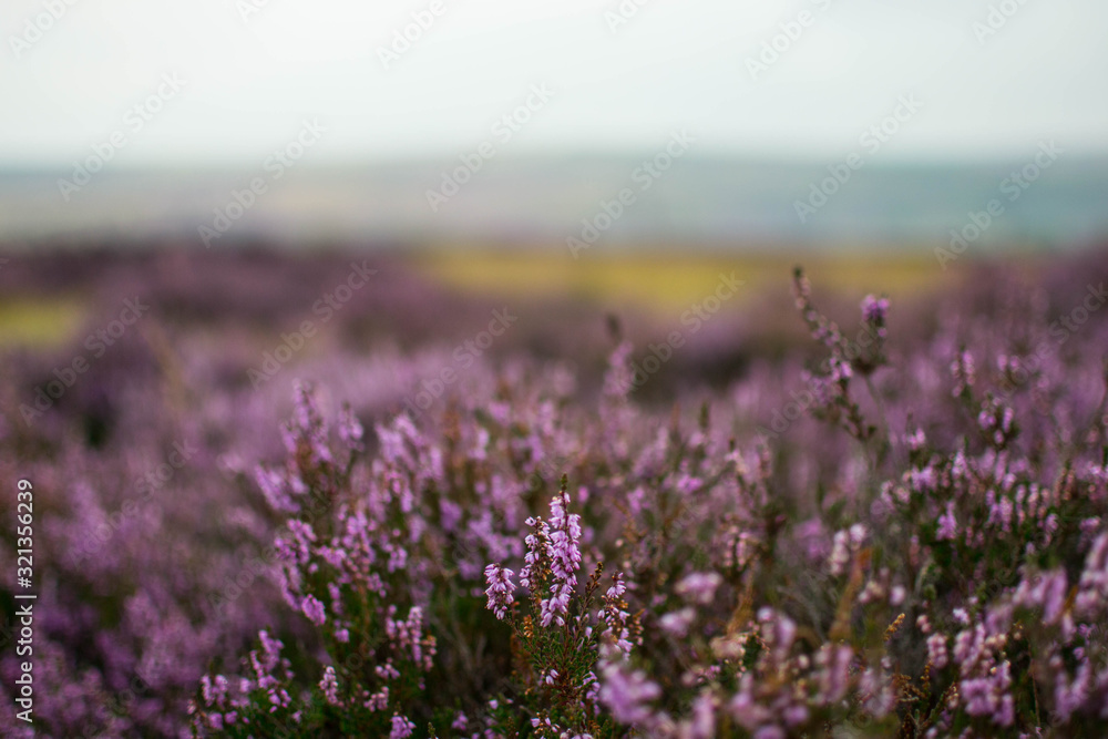 Fototapeta premium Heather in the dales