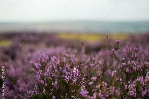 Heather in the dales