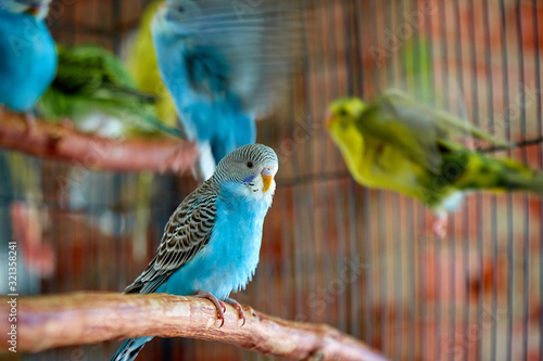 Close up of small caged colorful birds in pet store in morning sun