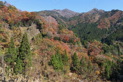 高千穂町 秋の山林風景