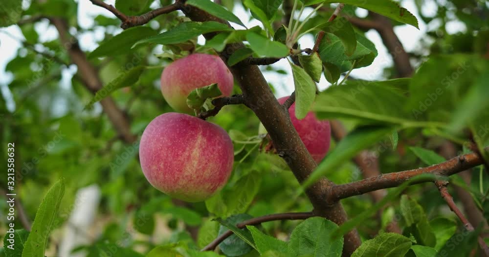 Juicy ripe red apples hang on an apple tree causing a desire to eat them. Juicy ripe red apples hang on an apple tree causing a desire to eat them.