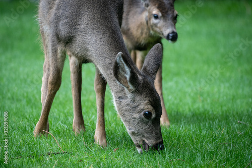 Two Deer Grazing On Front Lawn