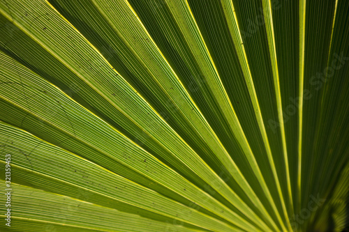 Green Palm Leaf Background Texture