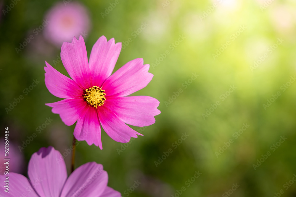 Beautiful Cosmos flowers in garden. Nature background. Beautiful Cosmos flowers in garden. Nature background.