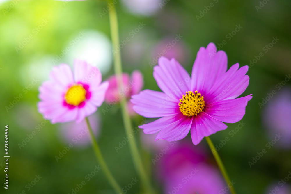 Beautiful Cosmos flowers in garden. Nature background. Beautiful Cosmos flowers in garden. Nature background.